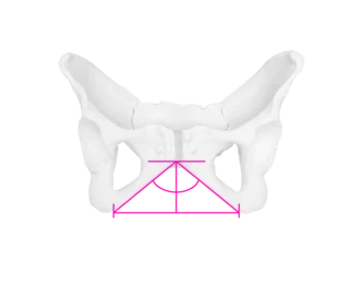 Graphic of the female pelvis